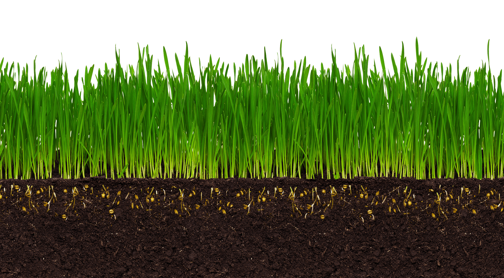 Grass, Roots and Soil 1.png