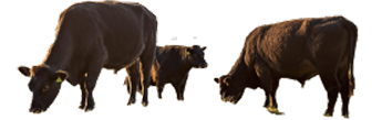 cows
