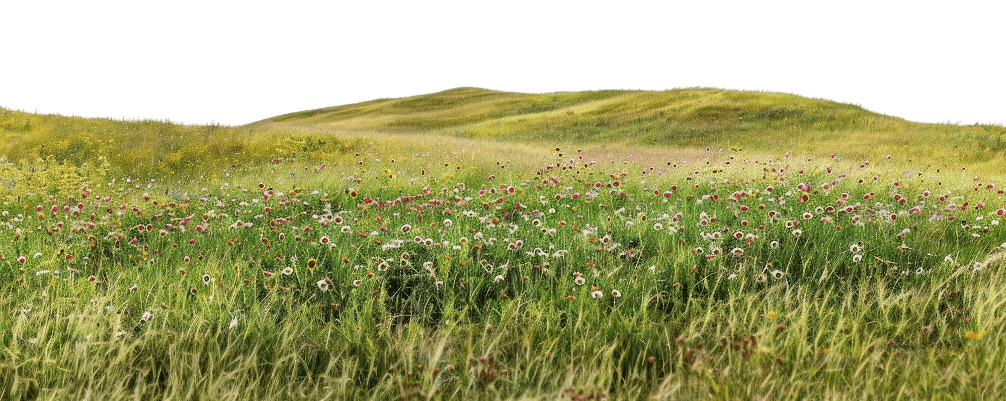mountain-back