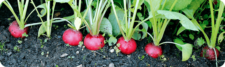 whitepaper_vegetable.png